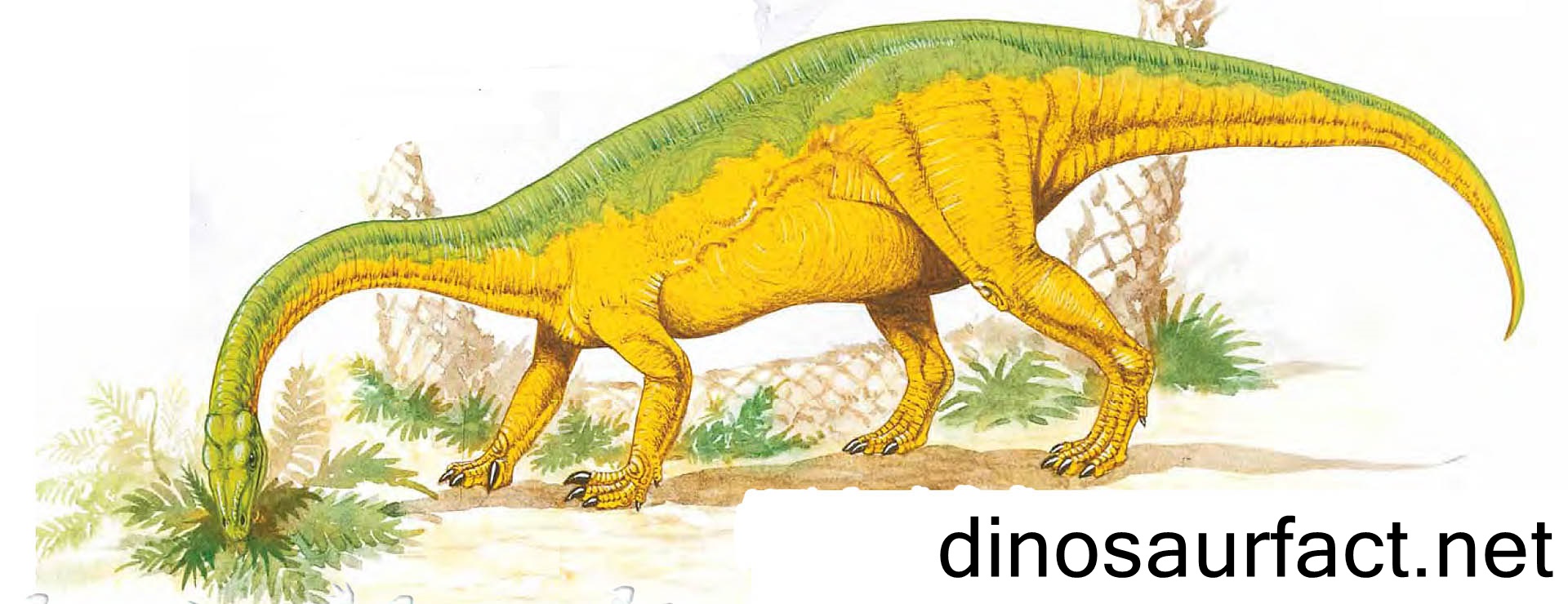 Anchisaurus Dinosaur