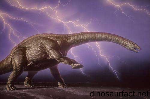 http://www.dinosaurfact.net/Pictures/Apatosaurus.jpg