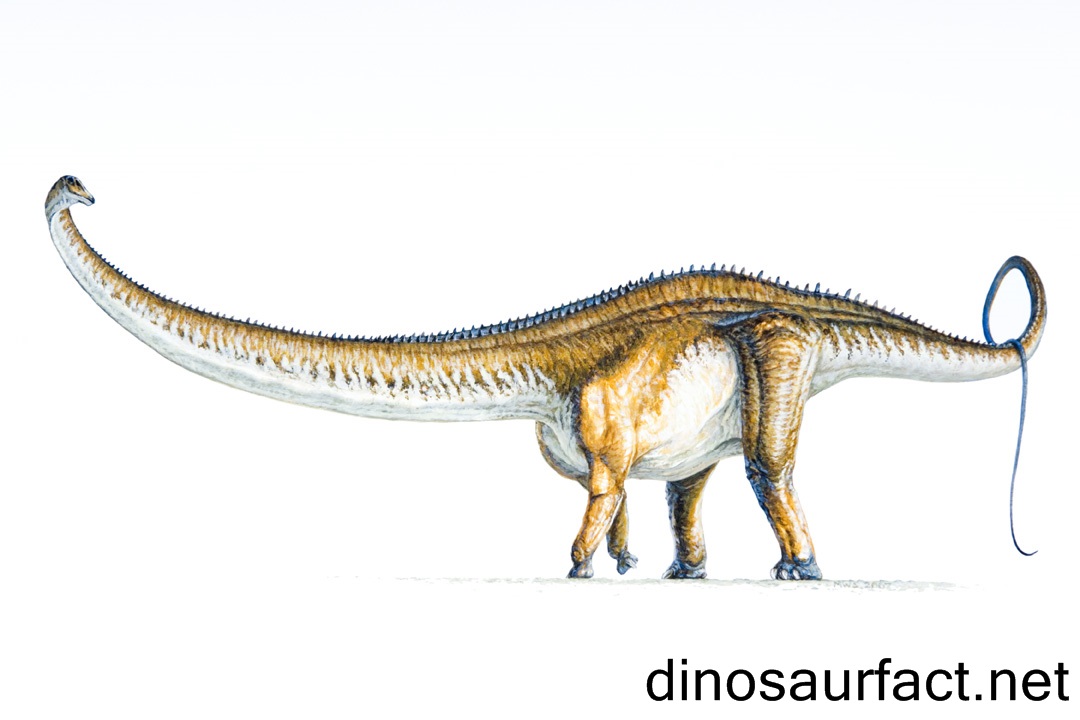Barosaurus Dinosaur