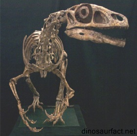 Falcarius Dinosaur