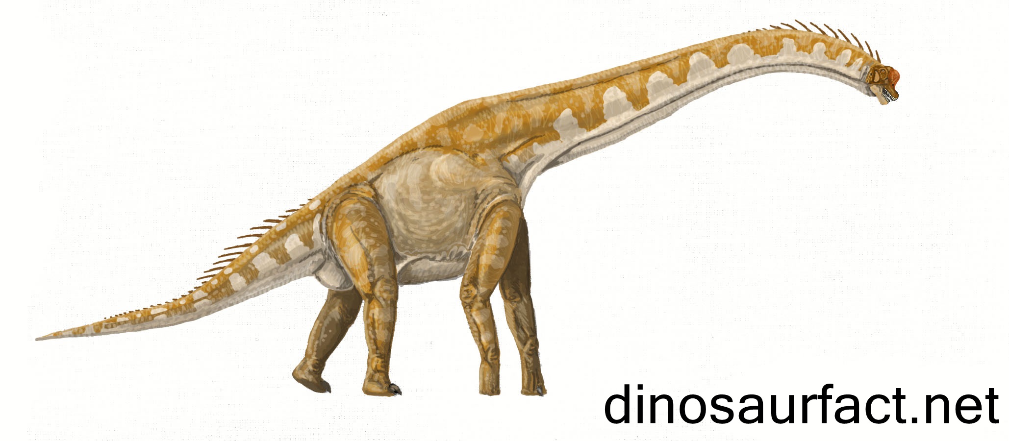 Giraffatitan Dinosaur