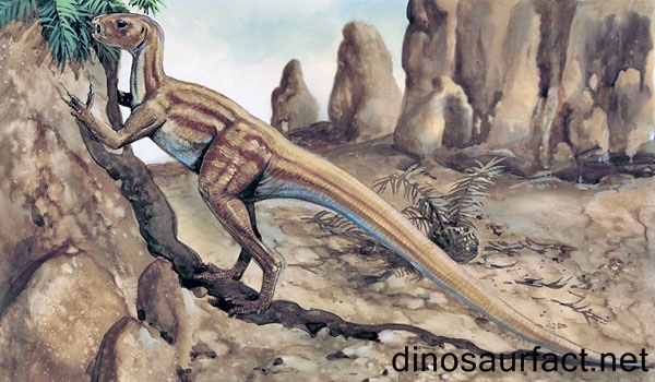 Heterodontosaurus Dinosaur
