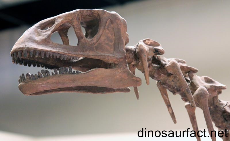 Isanosaurus Dinosaur