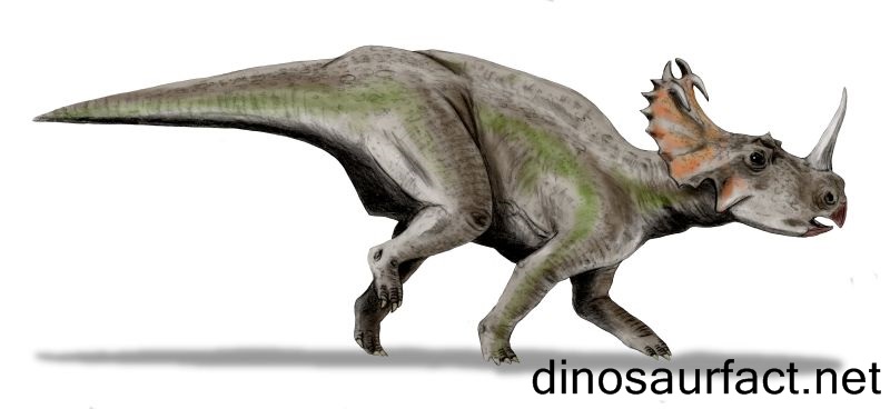 Monoclonius Dinosaur