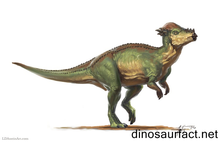 Pachycephalosaurus2.jpg