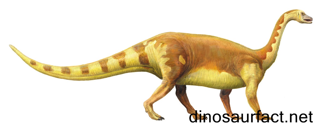 Riojasaurus Dinosaur