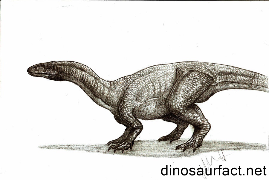 Thecodontosaurus Dinosaur
