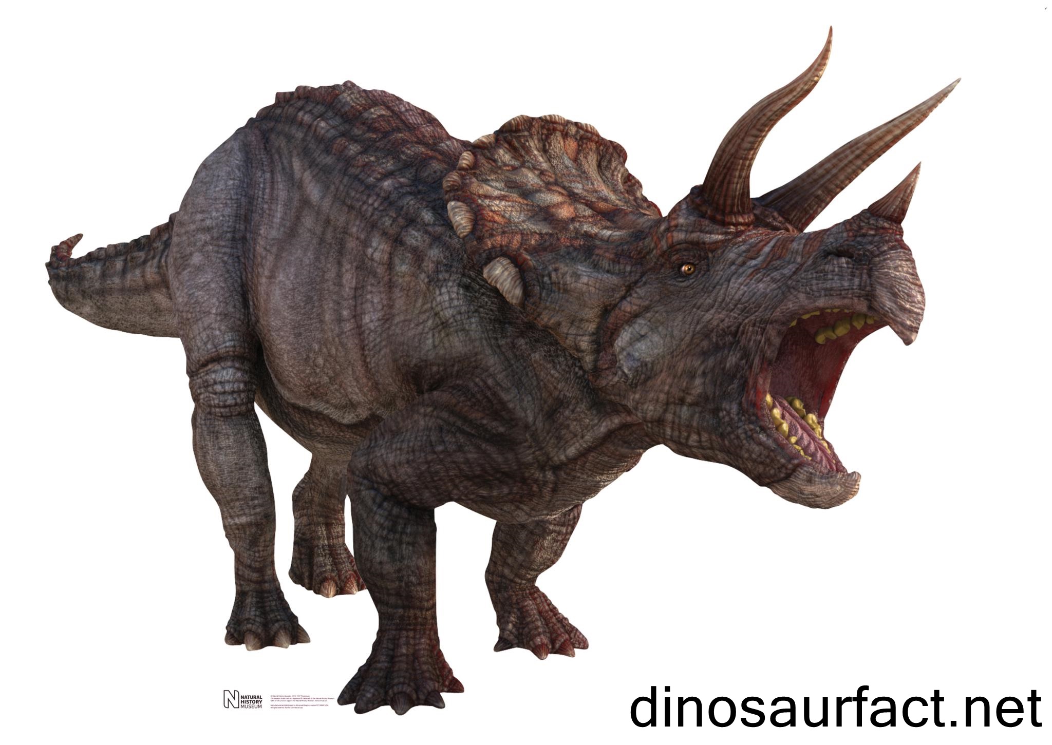 Triceratops Dinosaur