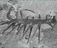 Cambrian