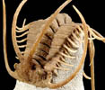Ordovician